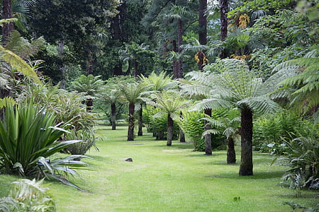 Πάρκο, τοπίο, δέντρα, Λάγκο Ματζιόρε, Βίλα Ταράντο, Verbania
