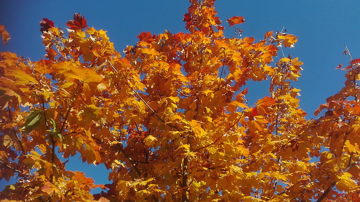 autumn, tree, leaves