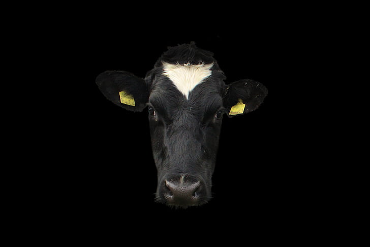 krava, krava tvár, krava portrét, tvár, zviera, poľnohospodárstvo, hovädzí dobytok