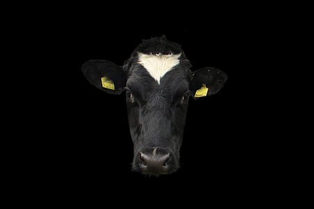 cow, cow face, cow portrait, face, animal, agriculture, cattle