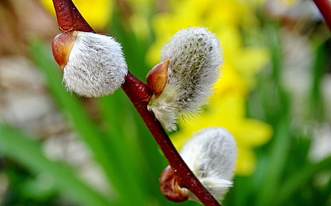 pussy willow, pasture, branch, blossom, bloom, kitten, nature