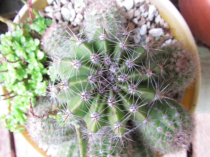 Cactus, groen, plant, natuur, Succulent, pot, botanische tuin