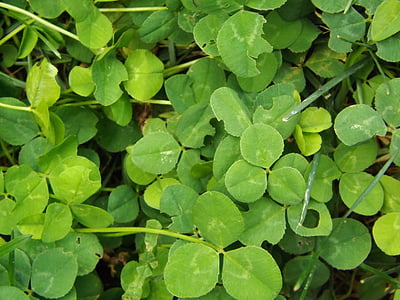 clover, green, leaves, charm, lucky, shamrock, plant
