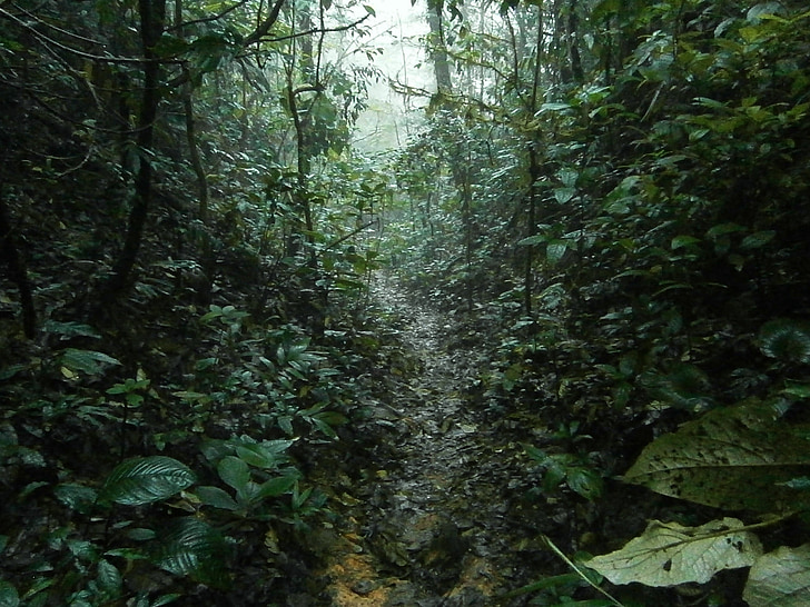 djungel, regn, Tropical, Trail, vandring, regnskog