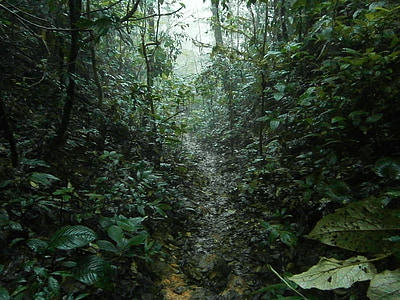 selva, lluvia, tropical, sendero, senderismo, selva