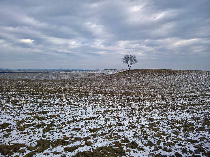 nature, winter, field, alone, trees