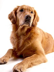 golden retriever, dog, animal, goldie, nose, good, dear