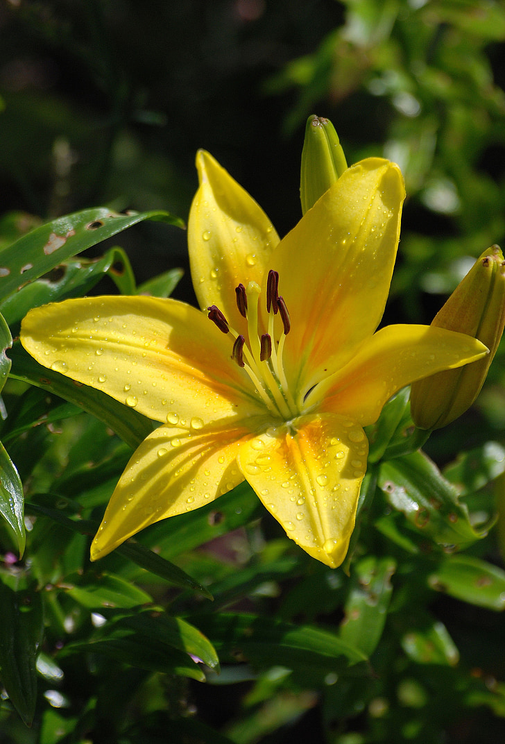 Lily, fleur, jaune, été, Bloom