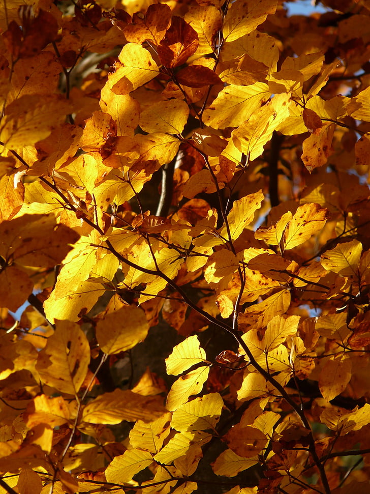 buk, Fagus sylvatica, Fagus, listnatý strom, Zlatá jeseň, Golden október, jeseň