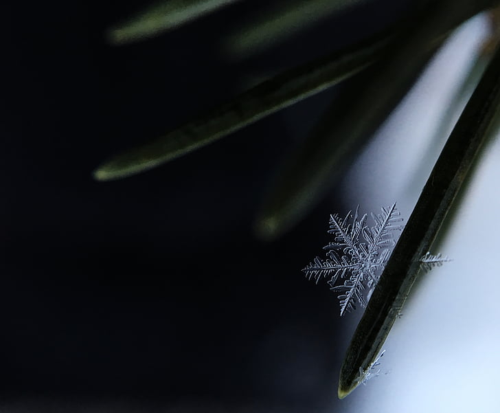 snowflake, ice, frost, flake, structure, close, close up