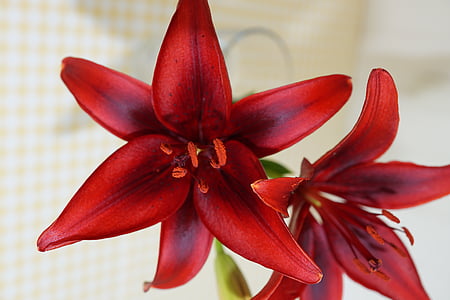 lily, flower, blossom, bloom, red flower, decoration