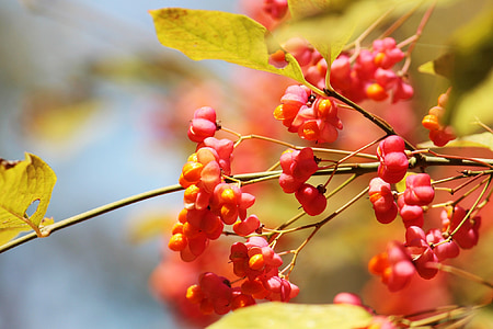Spindle, musim gugur, cahaya, ben10 emas, suasana musim gugur, cabang, pencahayaan