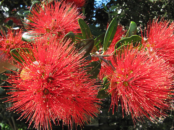 Нова Зеландия, коледно дърво, pohutukawa, цветя