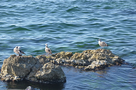 Seagull, aves, mar, Cormorán, Marina, pájaro, Blanco