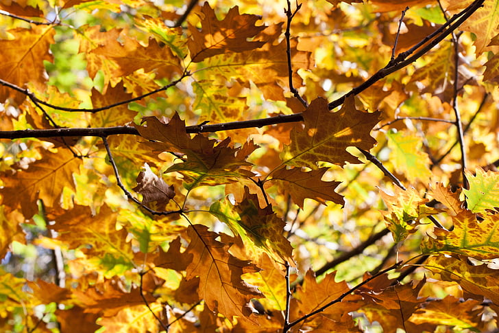 foglie, autunno, quercia, foresta, natura, foresta di autunno, giallo