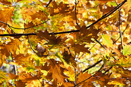 листья, Осень, дуб, лес, Природа, Осенний лес, желтый