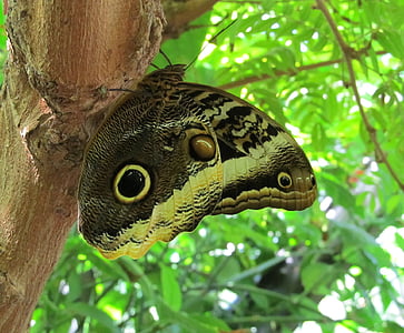 vlinder, insect, kleurrijke, vleugels, delicate, dieren in het wild, natuur