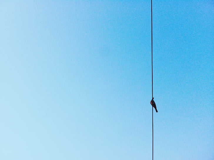 blue, sky, wire, bird, nature