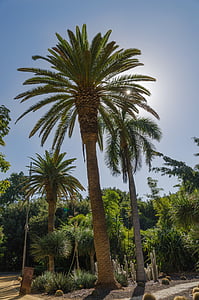 Santa cruz, Tenerife, Insulele Canare, Spania, Insula, Insula canar, Palm