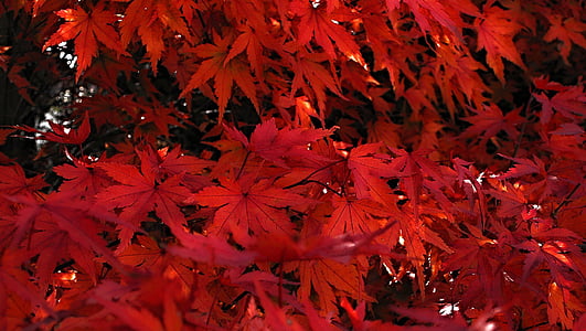 Japans, esdoorn, rode bladeren van Japanse Esdoorns, boom, rood, rode bladeren, tak