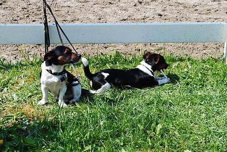 cani, jack russel, dolce