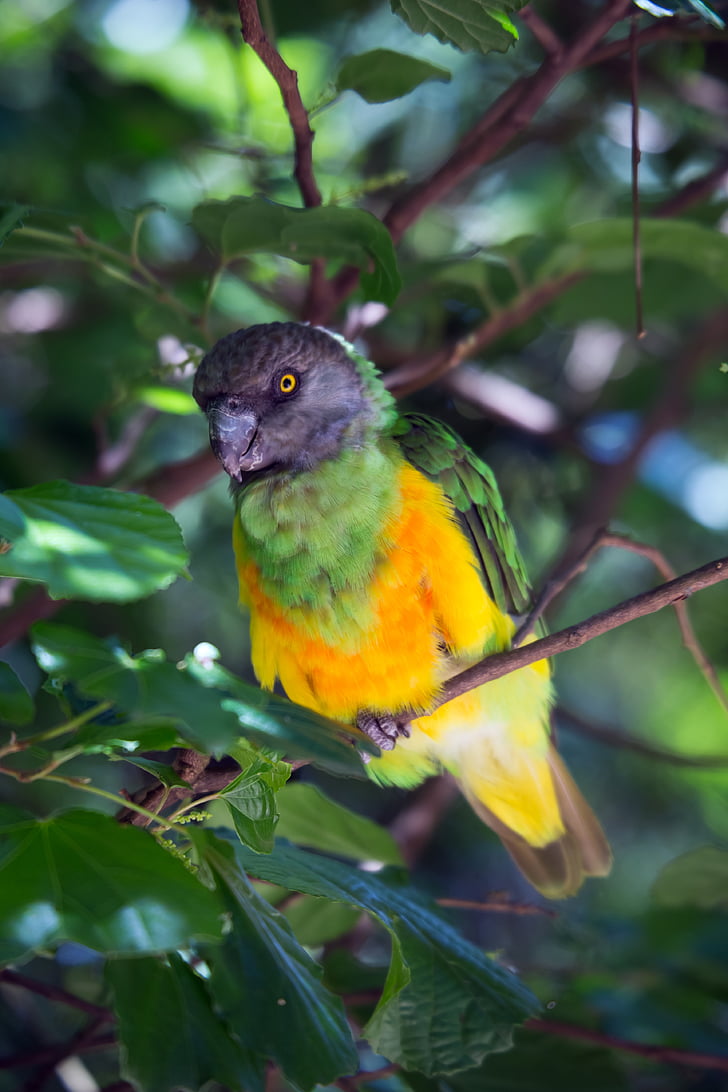 troopiline lind, lind, looduslike, eksootiline, papagoi, looma, Wildlife
