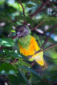 tropisk fugl, fugl, vilde, eksotiske, papegøje, dyr, Wildlife