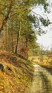 floresta, caminho, a estrada da floresta, árvore, paisagem, verde, o caminho
