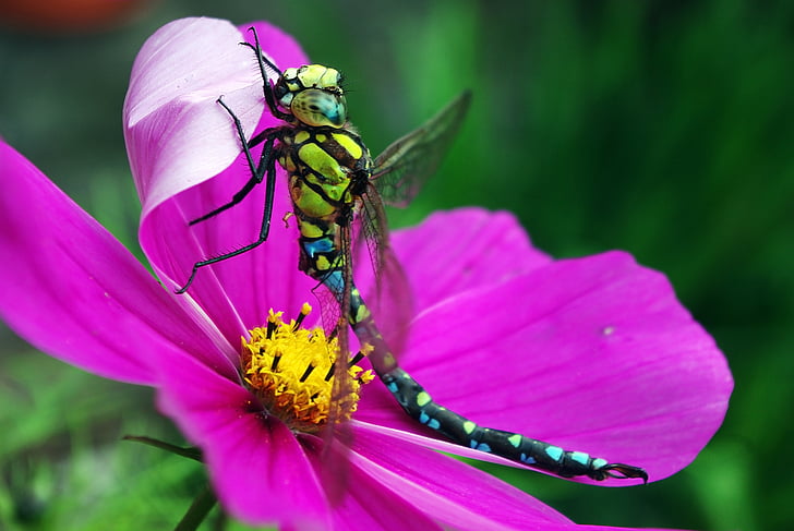 dragonfly, insect, cosmea, close, wing, nature, eye