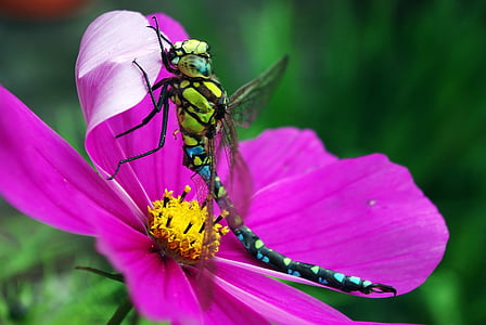 Dragonfly, hmyz, cosmea, Zavřít, křídlo, Příroda, oko