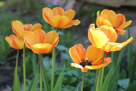 casa de campo, tulipanes, amarillo, naranja, flores, brillante, Closeup