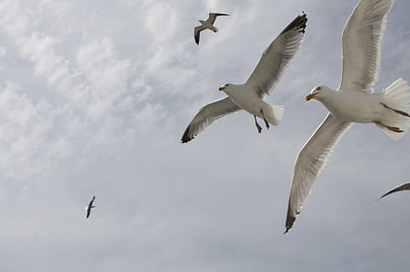 seagull, flight, fly, sky, bird, animal, gulls