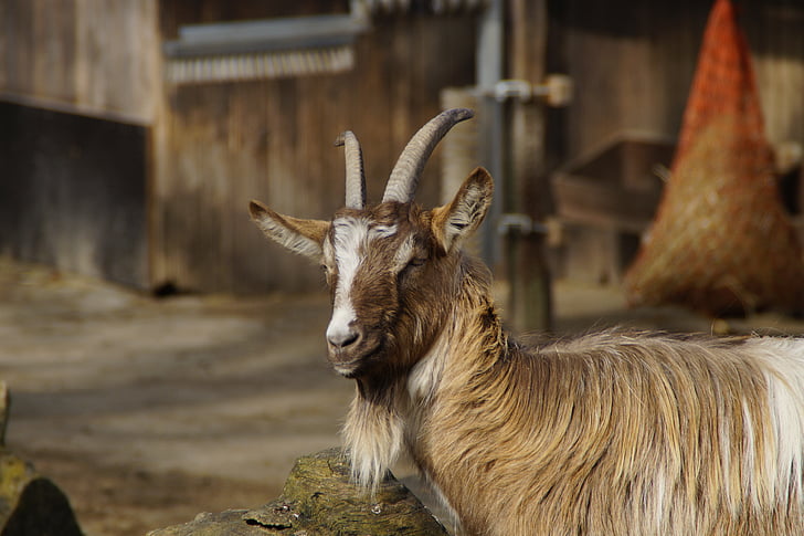 billy goat, chèvre, mâle, animal, Bock, ferme, zoo pour enfants