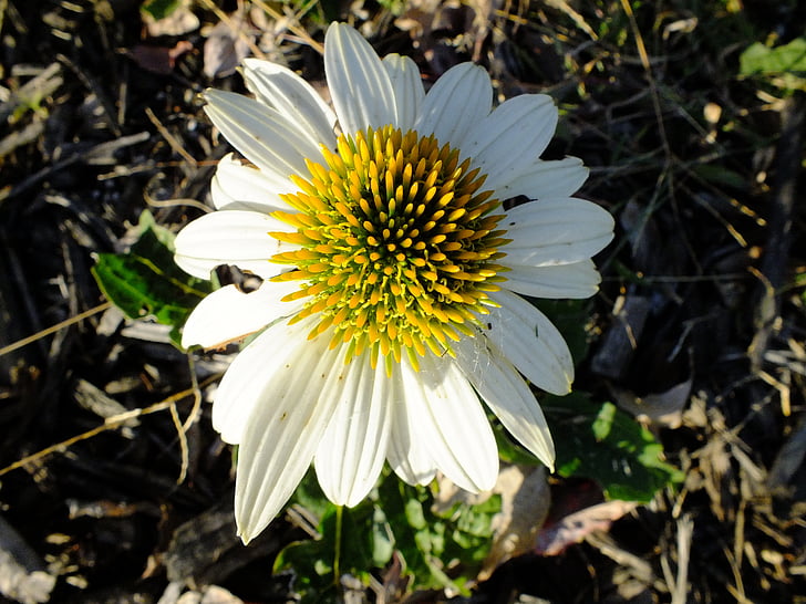 Daisy, blomma, Blossom, vit, Bloom, vit blomma, frö