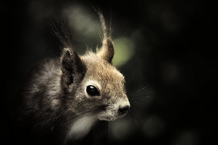 esquirol, mamífer, vida silvestre, animals, a l'exterior, responsable, natura