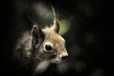 veverička, cicavec, voľne žijúcich živočíchov, zvieratá, vonku, vedúci, Príroda