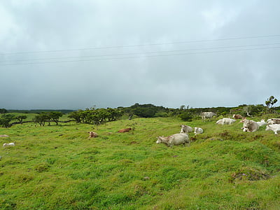 bovins, vaches, paysage, domaine, rural, herbe, campagne