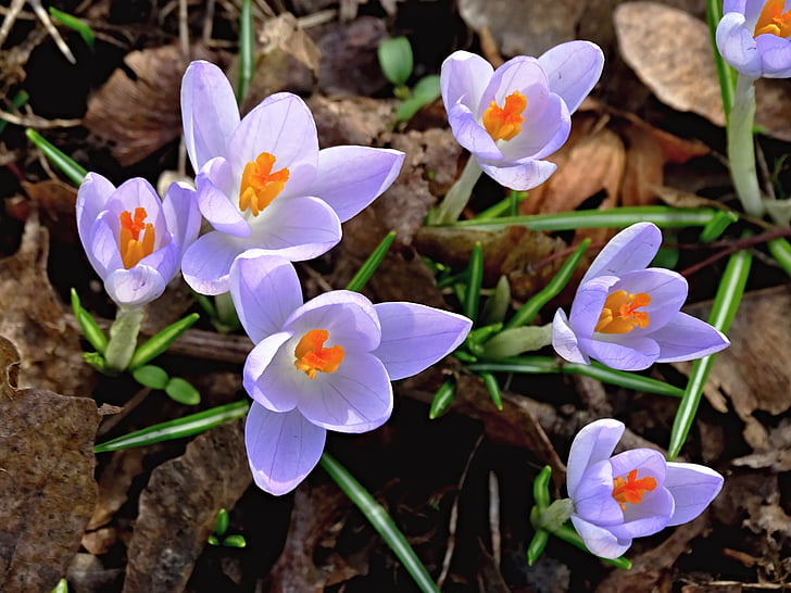 Crocus, printemps, Lenz, fleurs, bloomer précoce, violet, signes du printemps