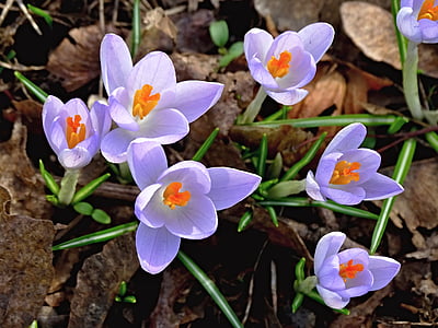 Crocus, Primavera, Lenz, flores, começou cedo, Violet, sinais da Primavera
