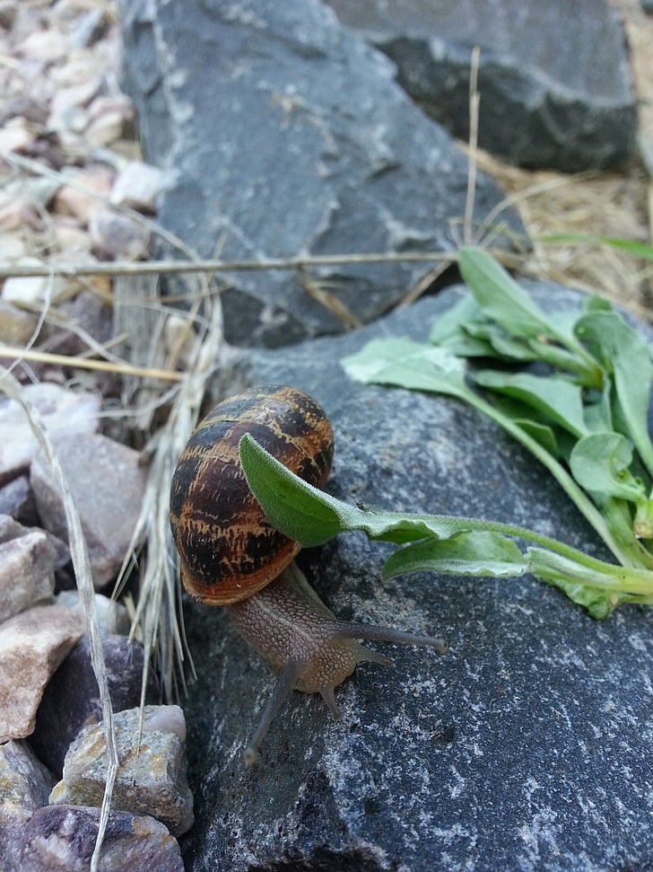 snail, slow, rock, wet, shell, movement, brown