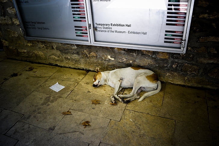 สุนัข, ตุรกี, พื้นดิน, คืน, นอนหลับ