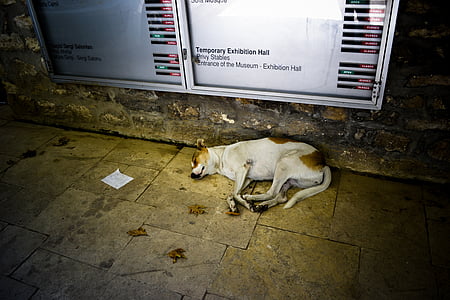 köpek, Türkiye, zemin, gece, uyku