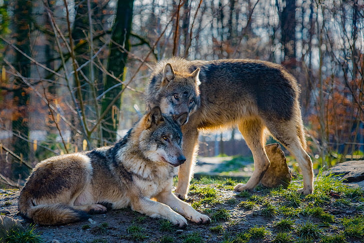 vilki, mīlu, dzīvnieku, uzmanību, zīdītāju, plēsoņa, savvaļas dzīvnieku fotogrāfija