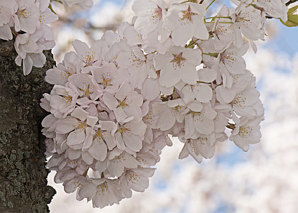 cirerer, arbre en flor, flors, floració, primavera, flors, abril
