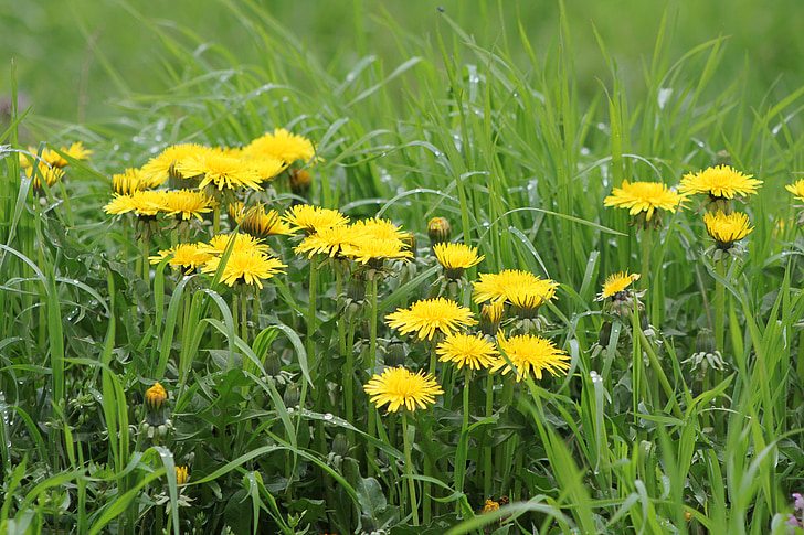våren, maskros oleraceus, gul, maskros, blomma, nunnor, fältet