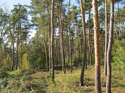 forêt de pins, Forest, Palatinat