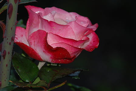 квітка, рожевий, Троянда, краплі, завод, Природа, Бузок