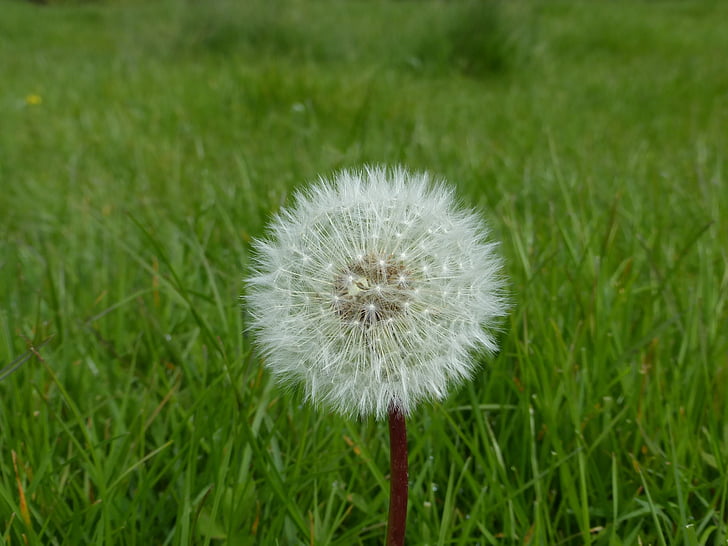 dandelion, single, meadow, grass, fluffy, delicate, softness