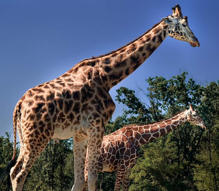 girafe, Safari, Varallo pombia