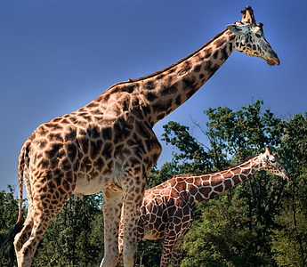 girafas, safári, Varallo pombia